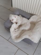 A white little dog in a small grey bed with sheepskin topper