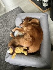 Medium sized topolgy bed for my buddy, who is 15kg. i think it’s perfect.