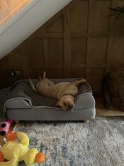 It’s a dogs life