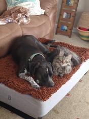 June carter and her brother dinky both love their Omlet bed!