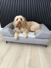 Loves his new bed!