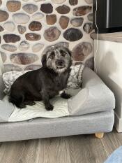 A dog sitting on his grey bed with bolster topper