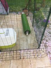 Rabbit in Omlet outdoor rabbit run with Omlet Zippi tunnel