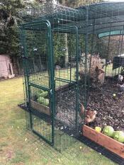 Chicken porch