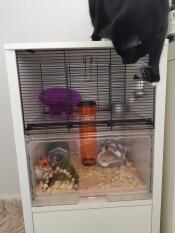 Chutney loves her new cage (cat proof!)