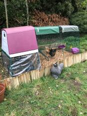Both hens love the wind breaker and protects them well ! easy to fit very pleased with this ready for the winter now