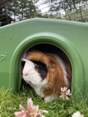 Gilbert loves his new shelter 