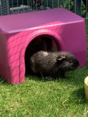 Oreo enjoying her Zippi shelter! 
