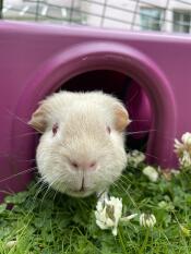 Steve investigating his new shelter 