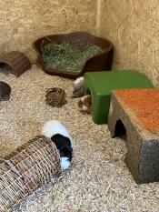Zippi guinea pig shelter 
