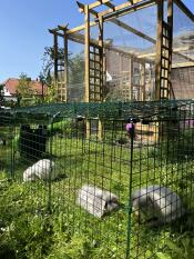 Rabbit hutch