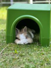 The little houses provide great shade for sleeping in summer