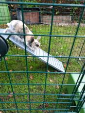 Great additional run enrichment