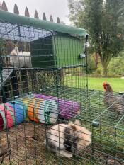 My rabbits love their Zippi run, tunnels, platform and other accessories
