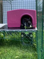 Nibbles enjoying some grass in his Zippi shelter! 