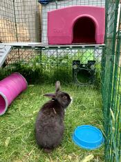 Nibbles enjoying his Zippi run!
