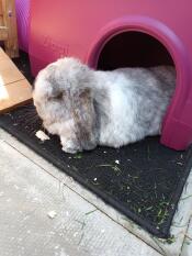 Harvey loves chilling in his new shelter