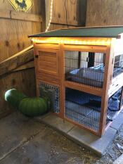 Omlet Zippi rabbit tunnel connected to hutch