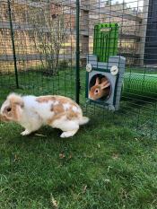 Endless fun for our rabbits and guinea pigs! 