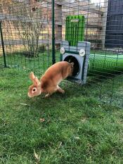 Our bunnies love the tunnels!