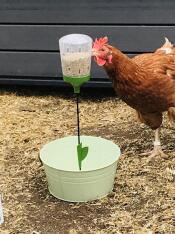 Ex-battery hen blanche enjoying her peck toy