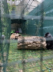 Play away from predators