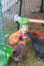 Chickens inside a chicken run pecking a Caddi treat despencer.