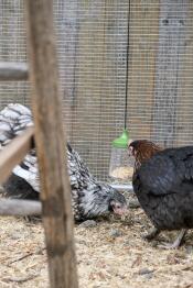 Flora and serena (marans, orpington) with their peck toy