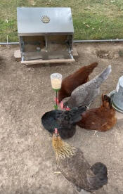 Some chickens pecking seeds from the ground that fell from their peck toy