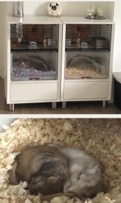 Double qute deals hamster cage
