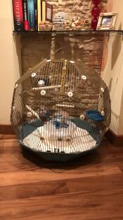 Omlet Geo bird cage with Gold cage and teal base
