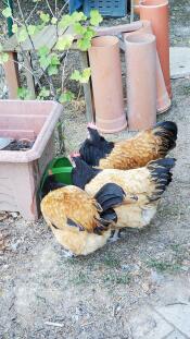 My chickens like this watering hole !