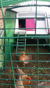 Omlet purple Eglu Cube large chicken coop and run