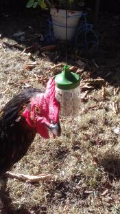 A dark chicken next to a hanging corn peck toy in a garden