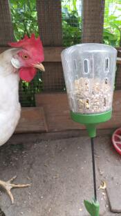 A chicken pecking the Omlet peck toy.