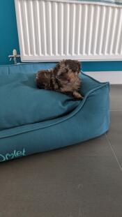 A puppy resting in the shaded spruce nest dog bed.