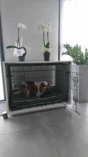 A Fido dog bed niche with Nook in a home with orchids on top of it and a small brown and white dog inside