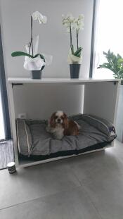 A small brown and white dog in a large dog bed with a grey bed in it and orchids on top