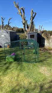 12ft run attached to bunny shed :)