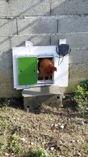 Omlet green automatic chicken coop door attached to coop with chicken in the door