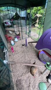 The perfect solution for separating my new hens