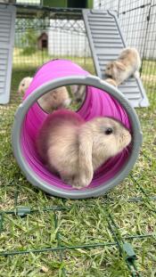 The baby bunnies loving playtime in their Zippi run!