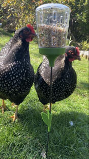 Babette and laska enjoying using their first peck toy :)