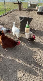 Four chickens pecking the seeds on the ground that fell out of their peck toy