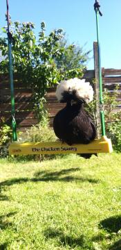 A black and white chicken on a chicken swing