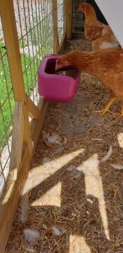 Great size, holds so much water for my hens