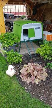 A green Eglu Cube chicken coop with a white chicken outside it