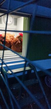 Cute chooks under their night light 