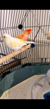 Budgies sitting on perch inside of Omlet Geo bird cage