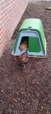 We little chickens love our Eglu Go
